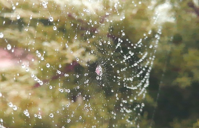 Altweibersommer (Foto: Manfred Rentmeister, Hoxel), veröffentlicht: 04.10.2020
