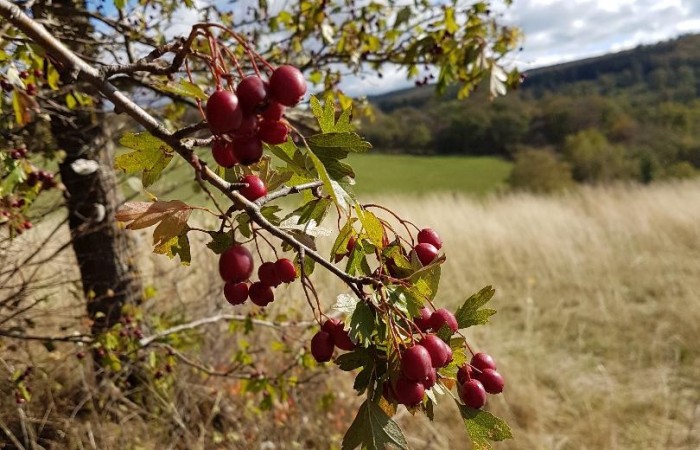 Weißdorn auf dem Weg von St. Cuno zum Sportplatz (Foto: Annegret Lipp), veröffentlicht: 17.10.2020