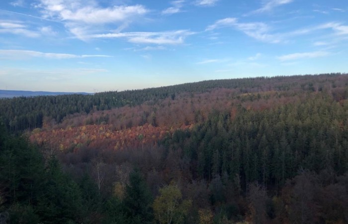 Herbstwald zwischen Balkan und  Erbeskopf (Foto: Jochen Decker, Hoxel), veröffentlicht: 14.11.2020