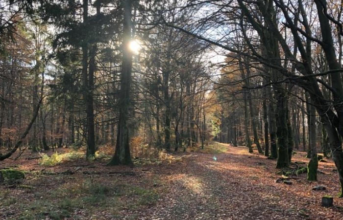 Herbstwald zwischen Balkan und  Erbeskopf (Foto: Jochen Decker, Hoxel), veröffentlicht: 14.11.2020
