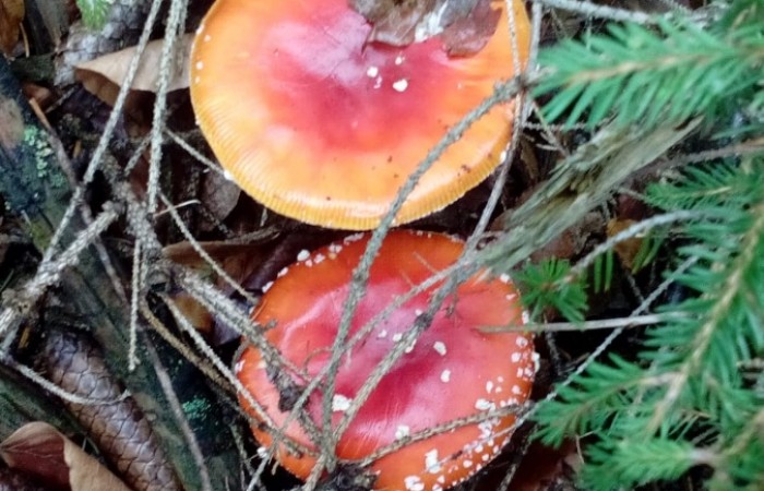 Fliegenpilze im Morscheider Wald (Foto: Esther Pfeiffer, Morscheid), veröffentlicht: 04.10.2020