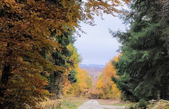 Herbst im Morscheider Wald (Foto: Carolin Engels, Morscheid-Riedenburg), veröffentlicht: 14.11.2020