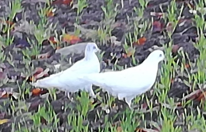 Weißes Taubenpaar auf den Feldern Gitzenflur und Landesweg. Sie scheinen sich hier sehr wohl zu fühlen (Foto: Josi Lorscheter, Hoxel), veröffentlicht am 22.11.2020