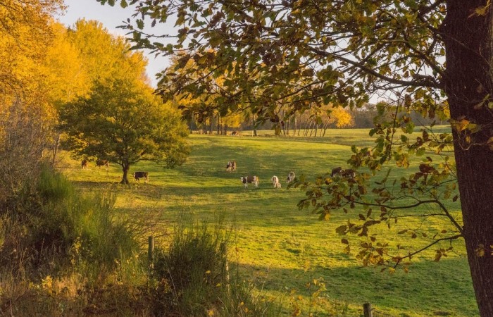 Die Kühe vom Steinerhof genießen einen tollen Spätherbst-Tag in der 