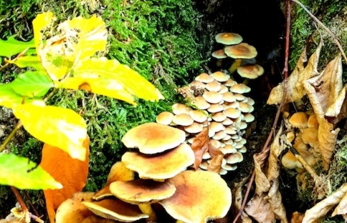 Pilzansammlung im Herchenbachtal (Foto: Hannah Linn), veröffentlicht: 25.10.2020