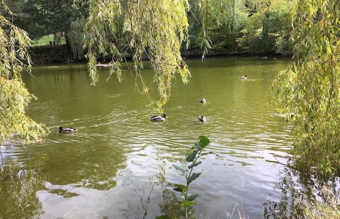 Hoxeler Weiher im Oktober (Foto: Martina Arend, Hoxel), veröffentlicht: 10.10.2020
