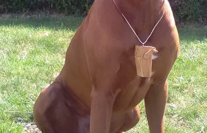 Ayo aus Hoxel- - ein tierischer Rappler :-)